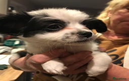 Mixed Breed dogs for sale: Chihuahua X puppies - Advert 3