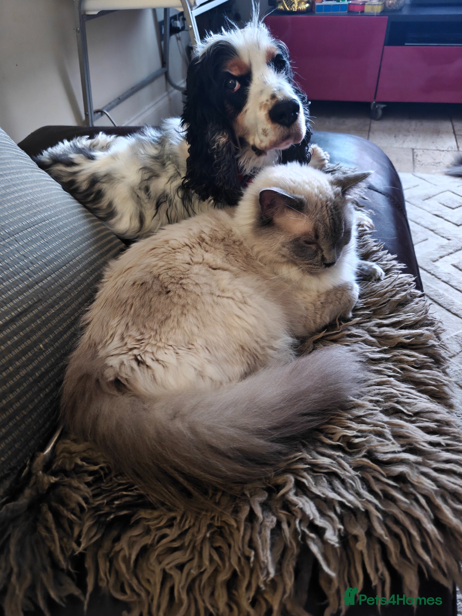 Cockapoo dogs Gorgeous F1b Cockapoos Ready Now - Advert 2