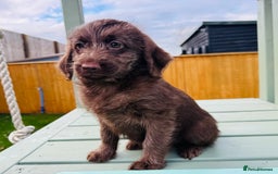 Labradoodle dogs for sale: Chocolate Merle Labradoodle Babies 🐾🐾🐾 - Advert 15