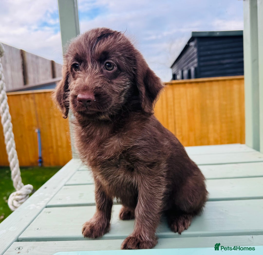 Labradoodle dogs for sale: Chocolate Merle Labradoodle Babies 🐾🐾🐾 - Advert 15