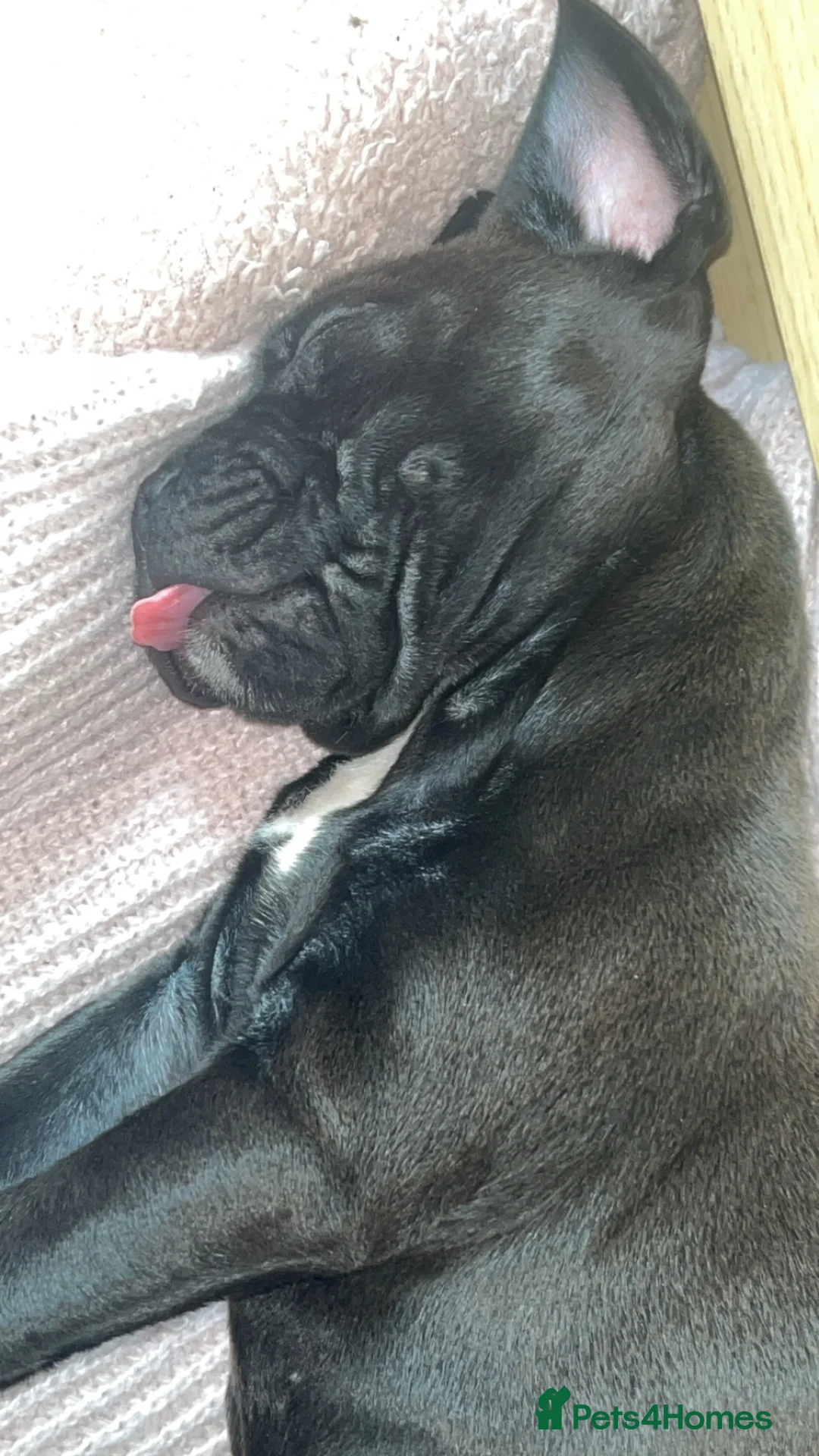 Mixed Breed dogs for sale: Female frenchie cross staff pup - Advert 2