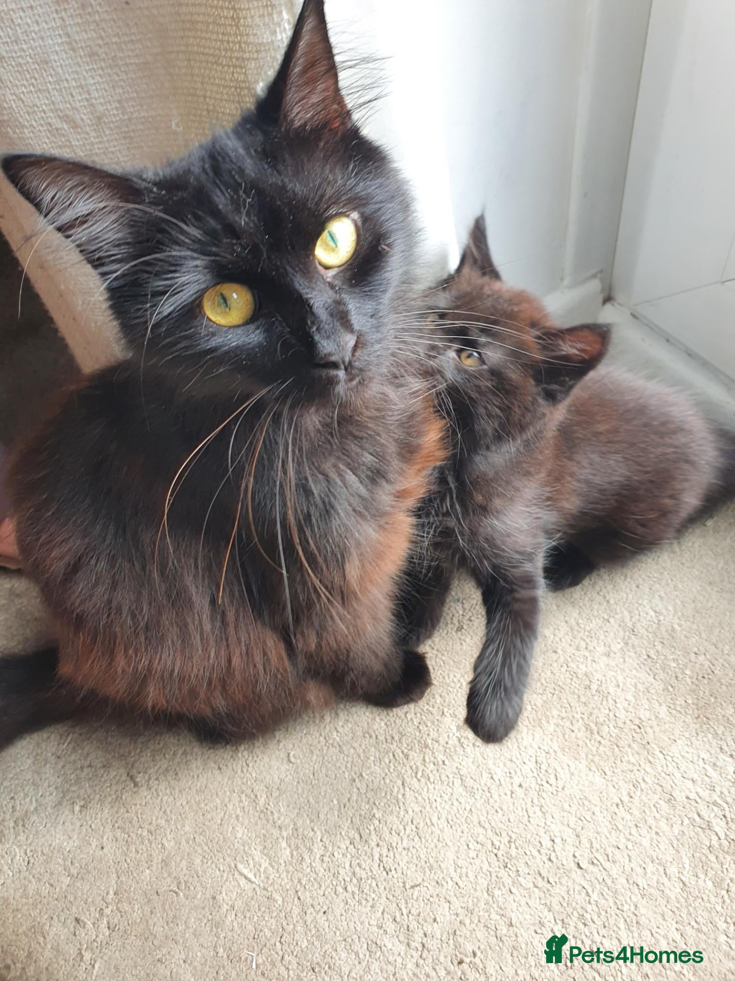Mixed Breed cats 4 mixed breed main coon/ bengal boys - Advert 2