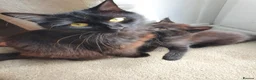 Mixed Breed cats for sale: 4 mixed breed main coon/ bengal boys - Advert 14