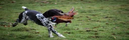 German Shorthaired Pointer dogs for sale: GSP KC Registered Puppies due April 2026 in Craven Arms - Advert 9