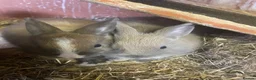 Netherland Dwarf rabbits for sale: Beautiful Netherlands dwarfs for sale!! - Advert 3