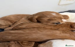 Cavapoo dogs for sale: Stunning quality Cavapoos ready December  - Image 5