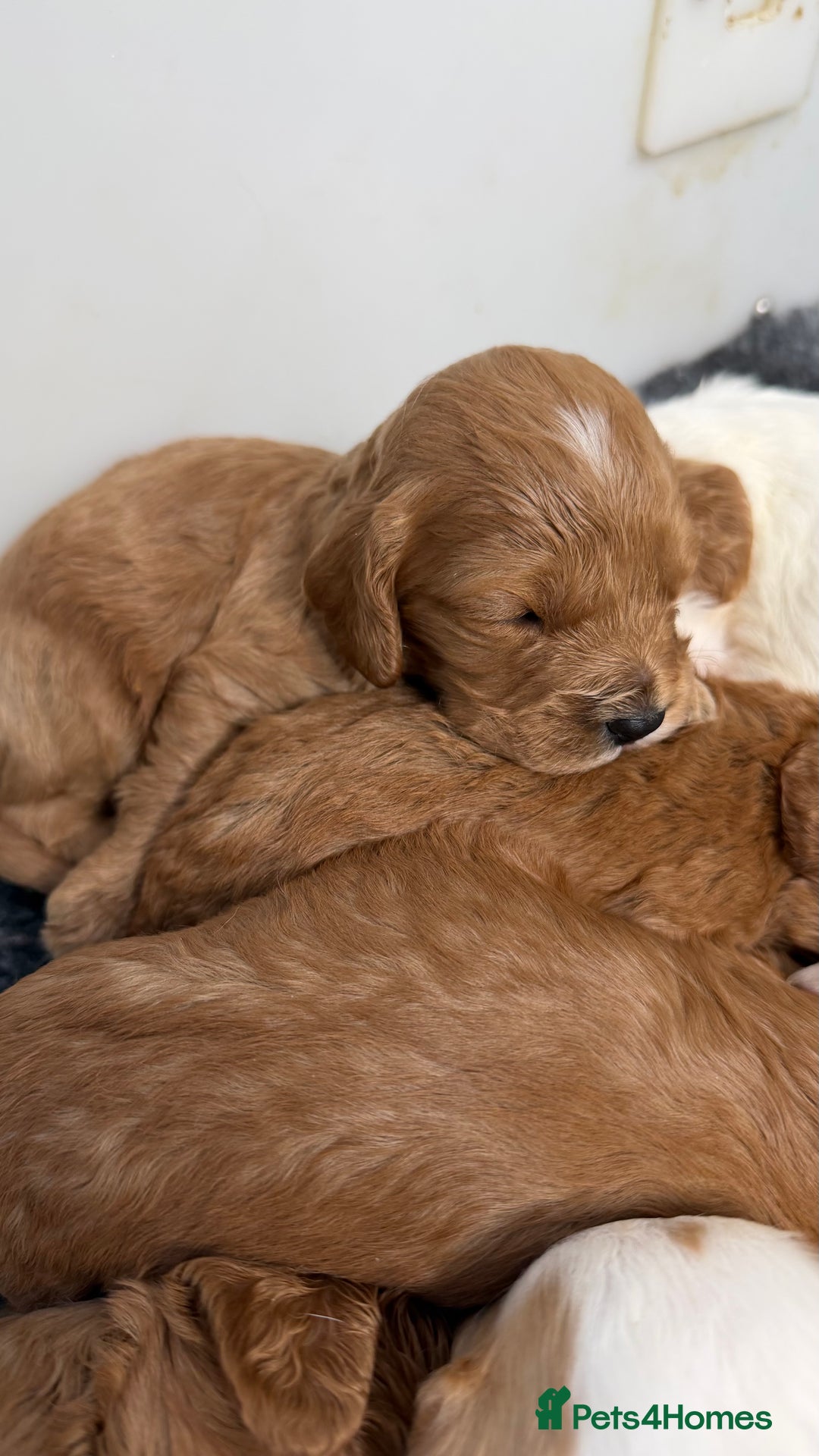 Cavapoo dogs for sale: Stunning quality Cavapoos ready December  - Image 5