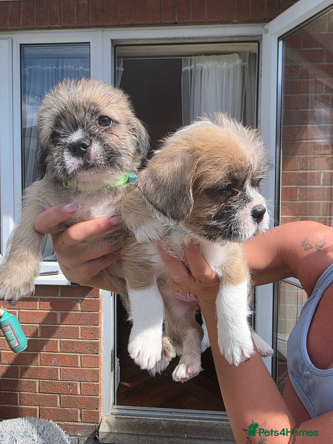 Mixed Breed dogs for sale: Reduced French bulldog x pomeranian pups 8 wks  - Image 13