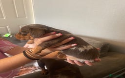 Dachshund dogs for sale: Miniature Dachshund pups - Image 2