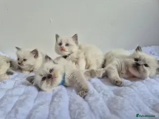 Ragdoll cats Ragdoll kittens - Advert 4