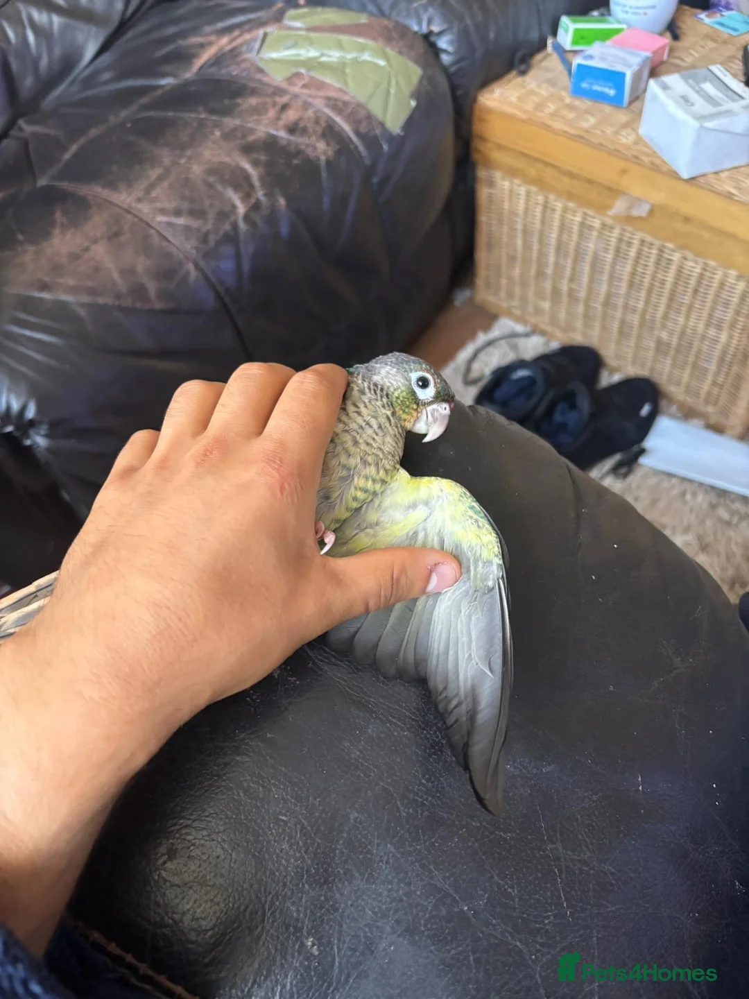 Conures birds for sale: tame conure babies ready to go 2 left - Advert 2