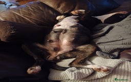 Boxer dogs for sale: Top Quality Boxer Puppies - Image 9