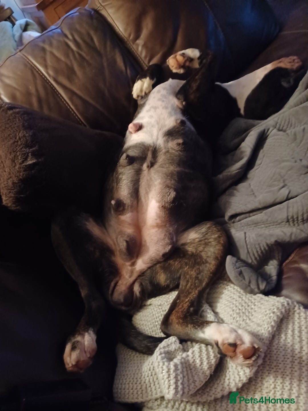 Boxer dogs for sale: Top Quality Boxer Puppies - Image 9