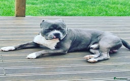 American Bully dogs for sale: American Bully, Standard, 6yo, GrCh bloods - Image 4