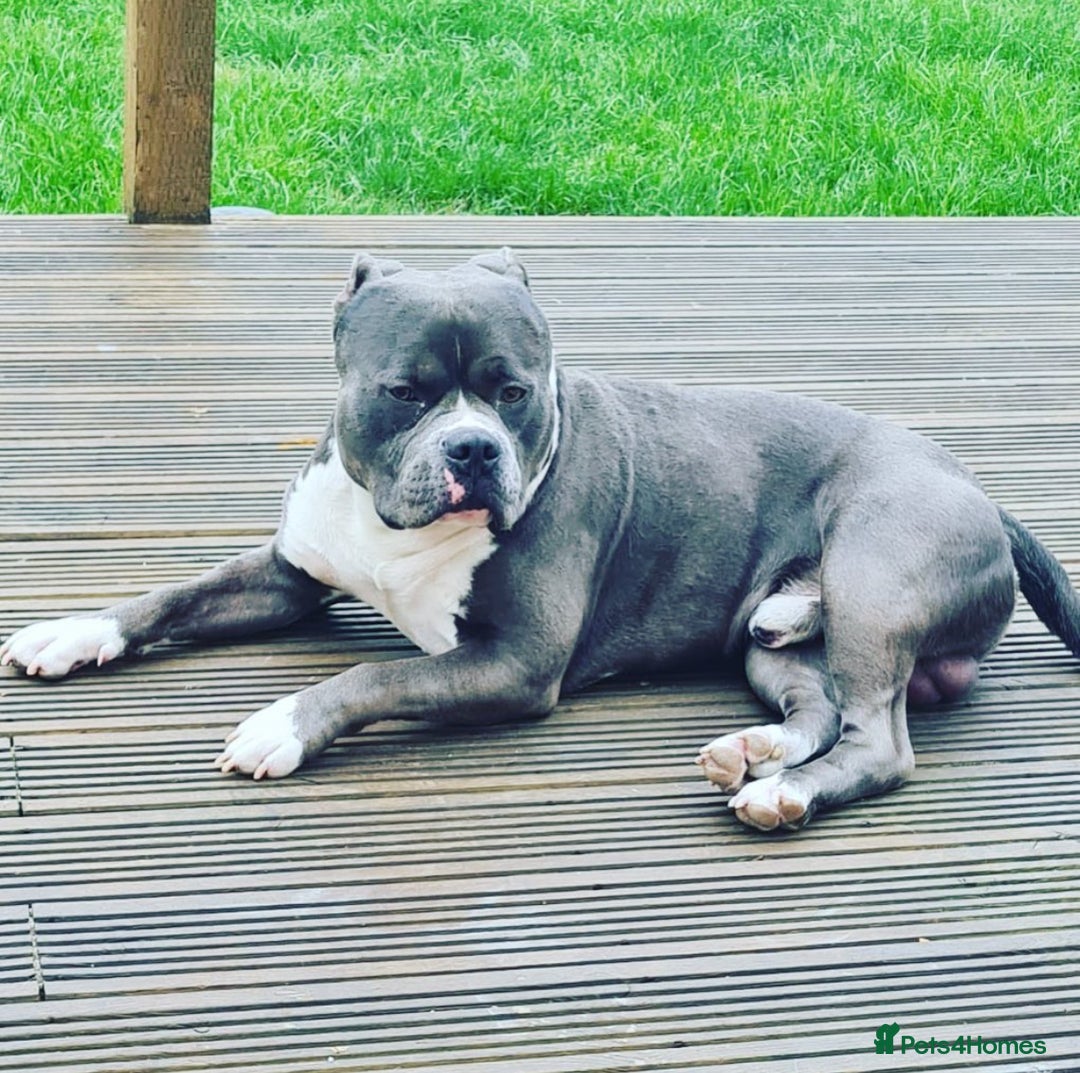 American Bully dogs for sale: American Bully, Standard, 6yo, GrCh bloods - Image 4