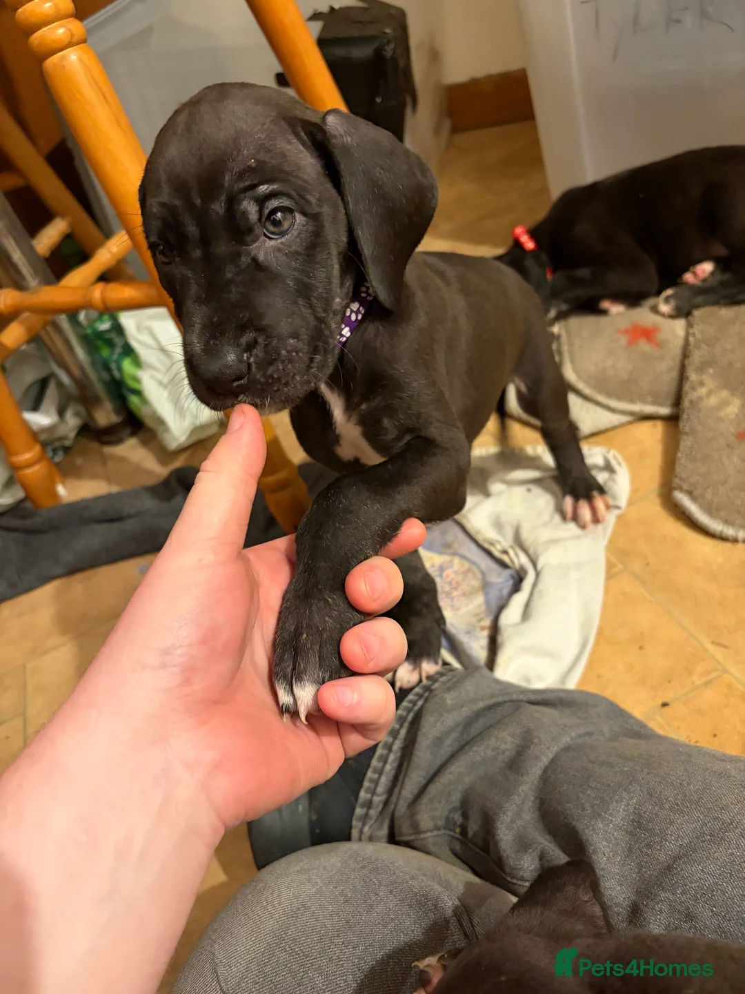 Great Dane dogs for sale: 9 Pure Bred Dane Pups  - Advert 7