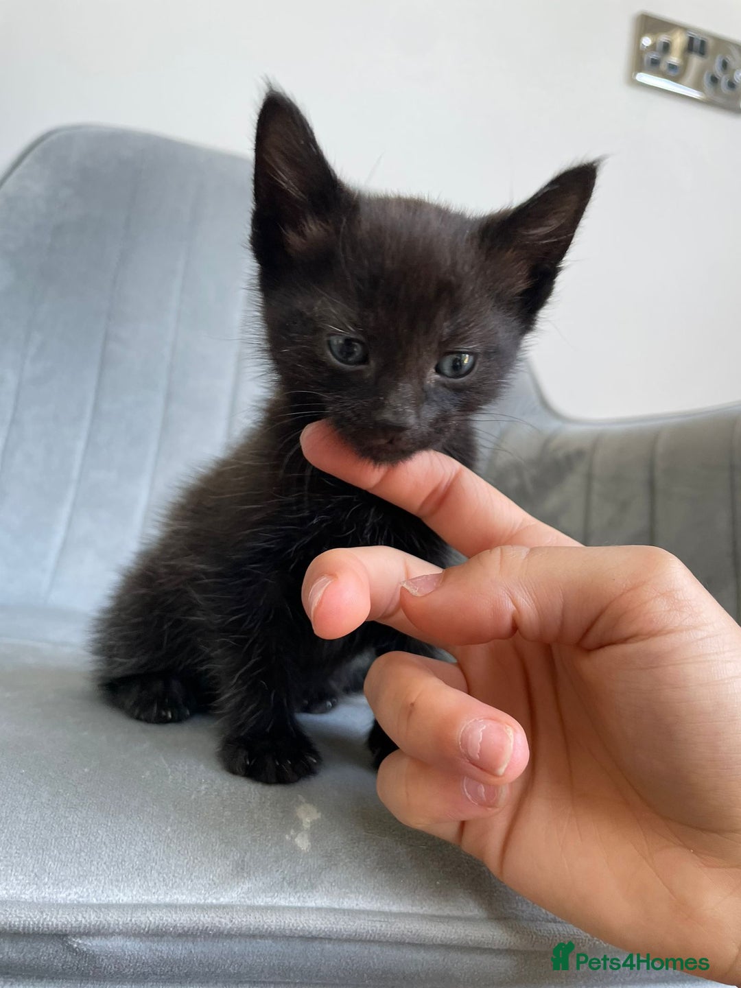 Mixed Breed cats for sale: Adorable kittens  - Image 15