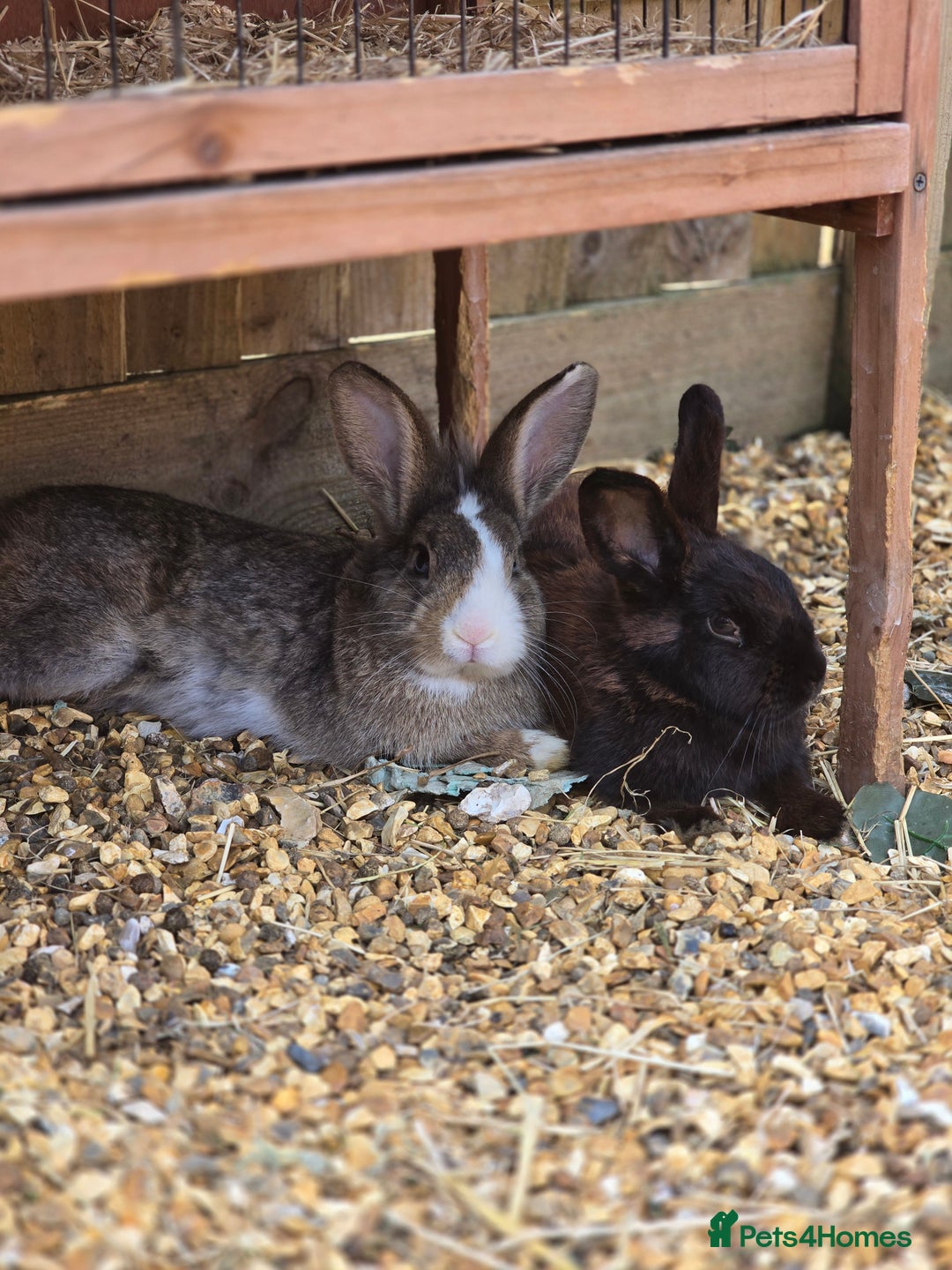 Mixed Breed rabbits for sale: Unneutered bonded pair  - Advert 2