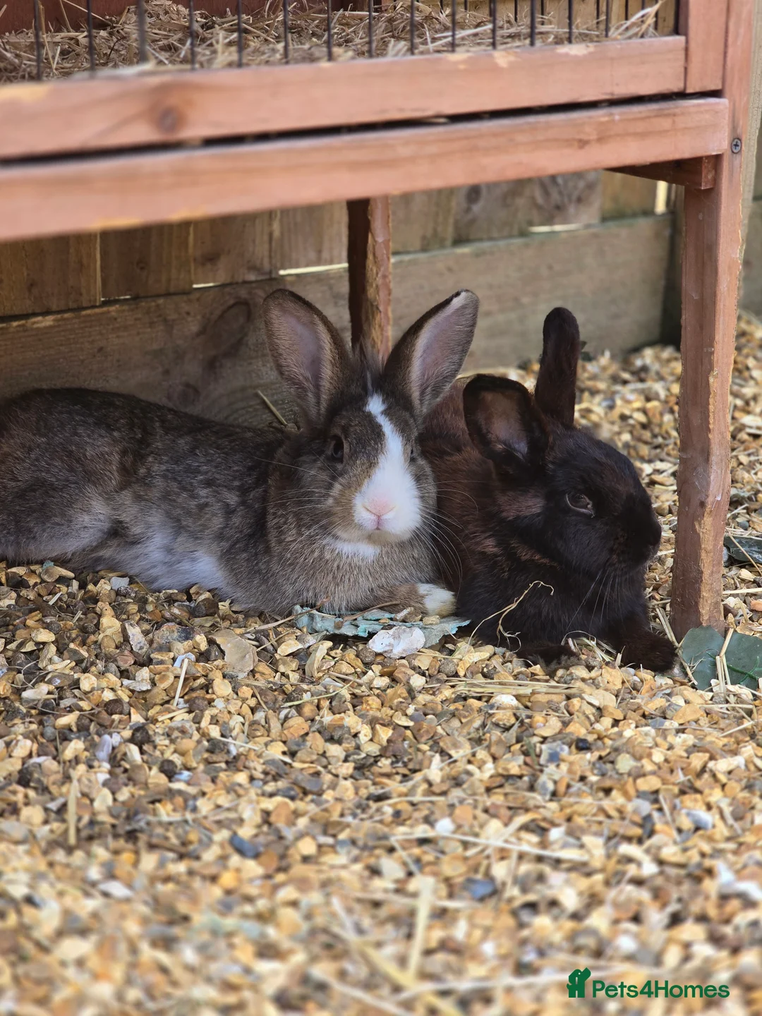 Mixed Breed rabbits for sale: Unneutered bonded pair  - Advert 2