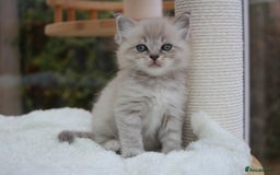 Ragdoll cats for sale: TICA Blue Bicolour Ragdoll Mink Cherubim Kittens  - Image 13
