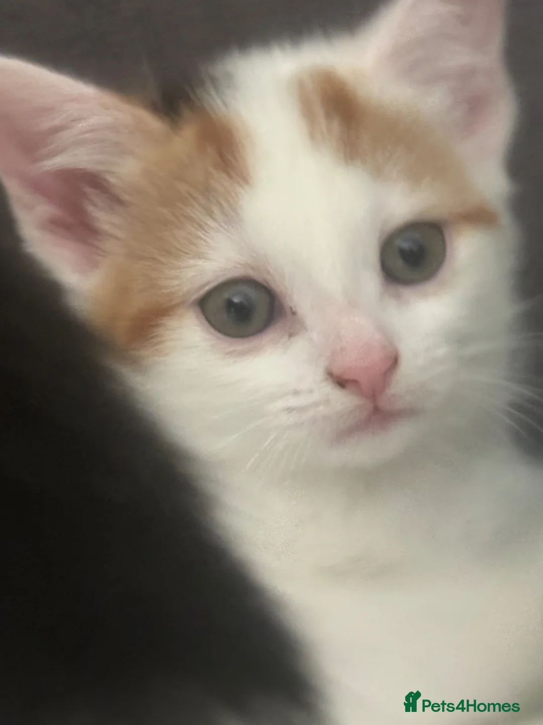 Mixed Breed cats for sale: Kittens for sale in Blackburn - Advert 2