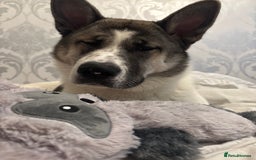 Akita dogs for sale: Rehoming Daisy Open To Offers  in Belvedere - Image 6