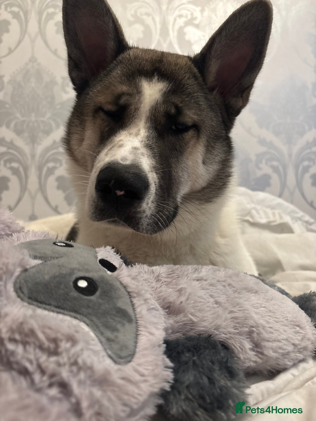 Akita dogs for sale: Rehoming Daisy Open To Offers  in Belvedere - Image 6