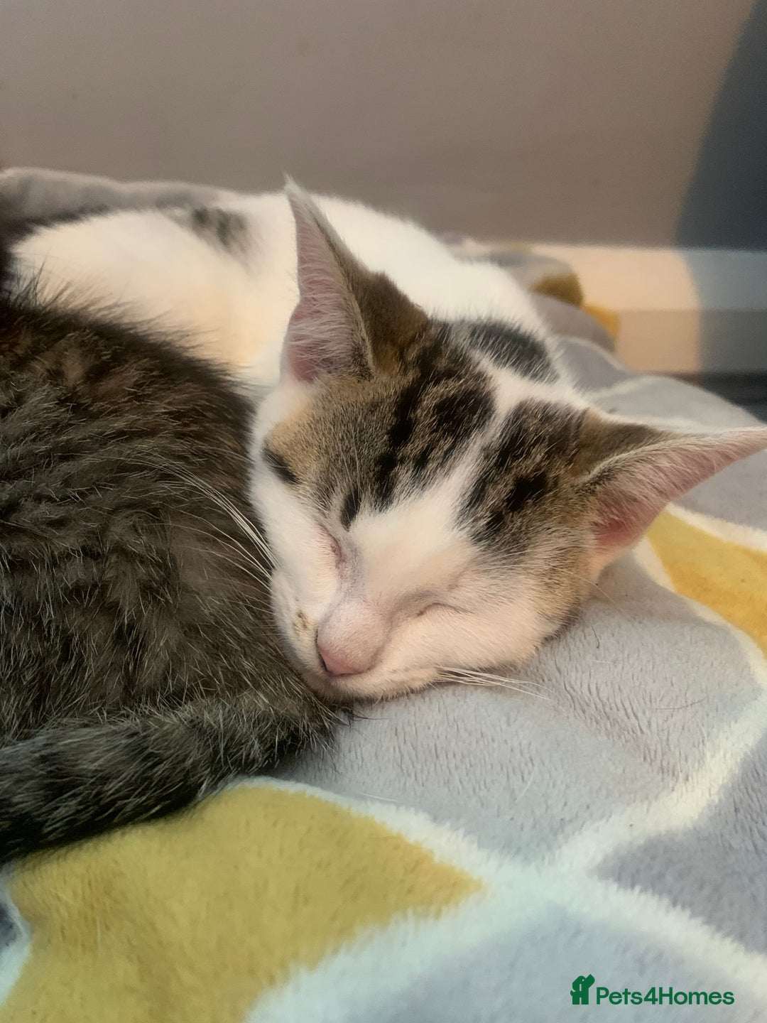 Mixed Breed cats for sale: Beautiful kittens  - Image 15