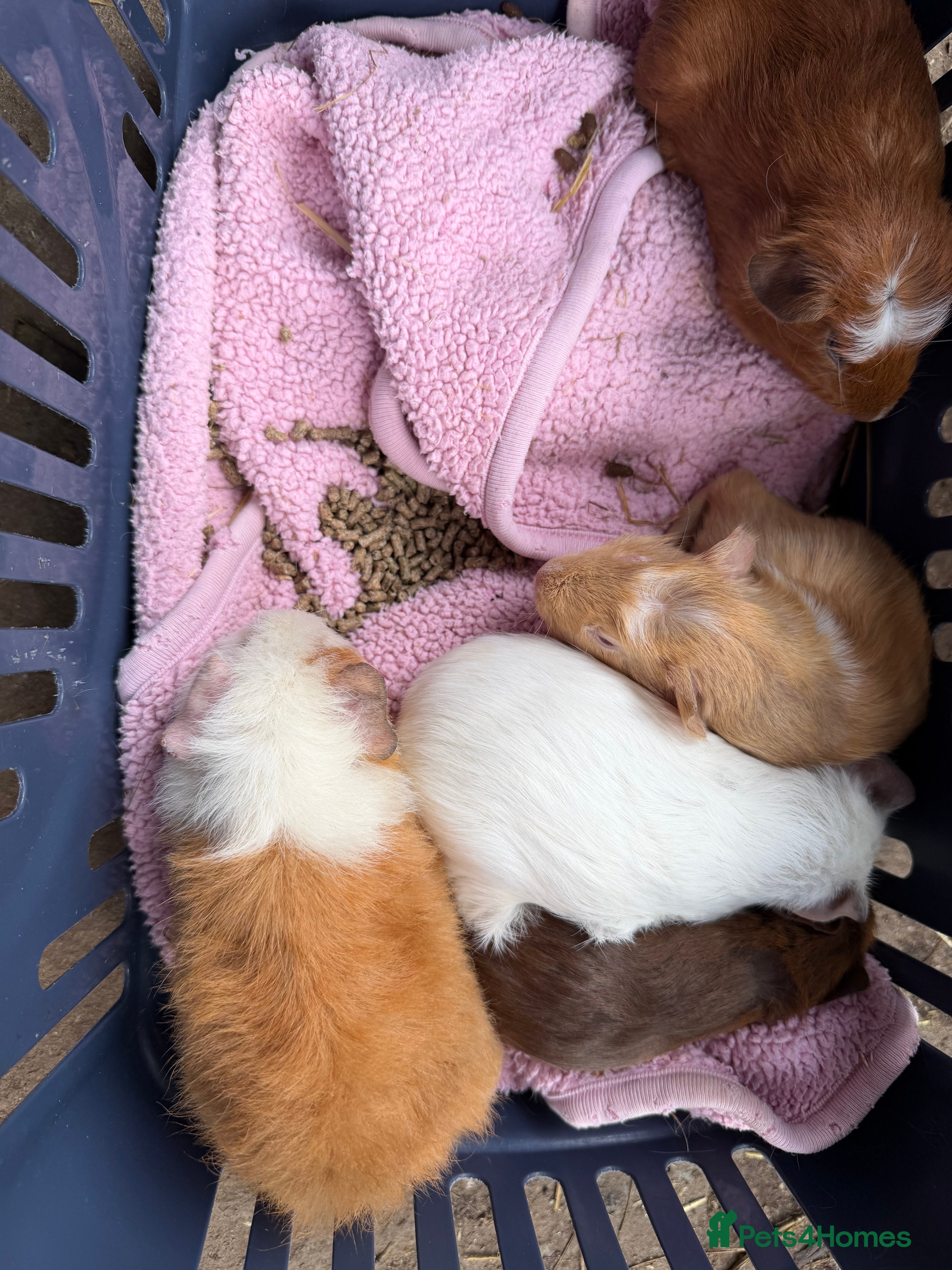 Guinea Pig rodents Sow teddy’s x calis - Advert 3