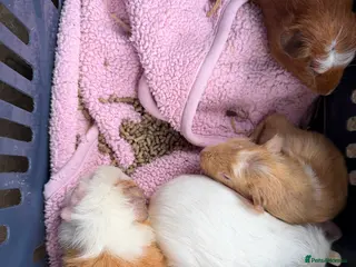 Guinea Pig rodents Sow teddy’s x calis - Advert 3
