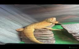 Lizard reptiles for sale: BEL & BD - Image 3