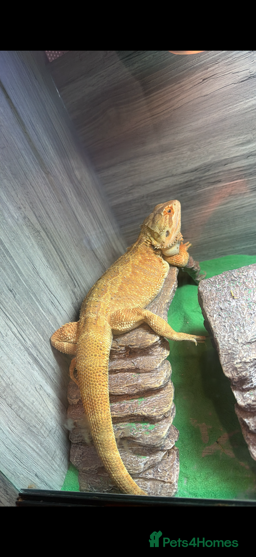 Lizard reptiles for sale: BEL & BD - Image 3