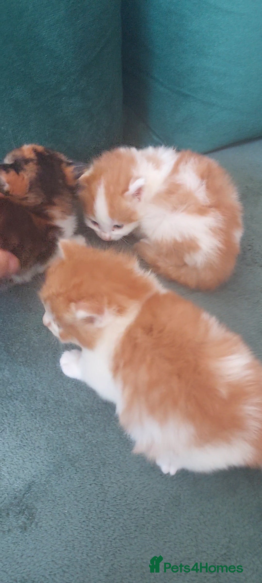 Mixed Breed cats for sale: 3 fluffy kittens - Advert 7