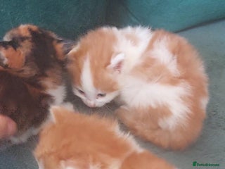 Mixed Breed cats 3 fluffy kittens - Advert 5