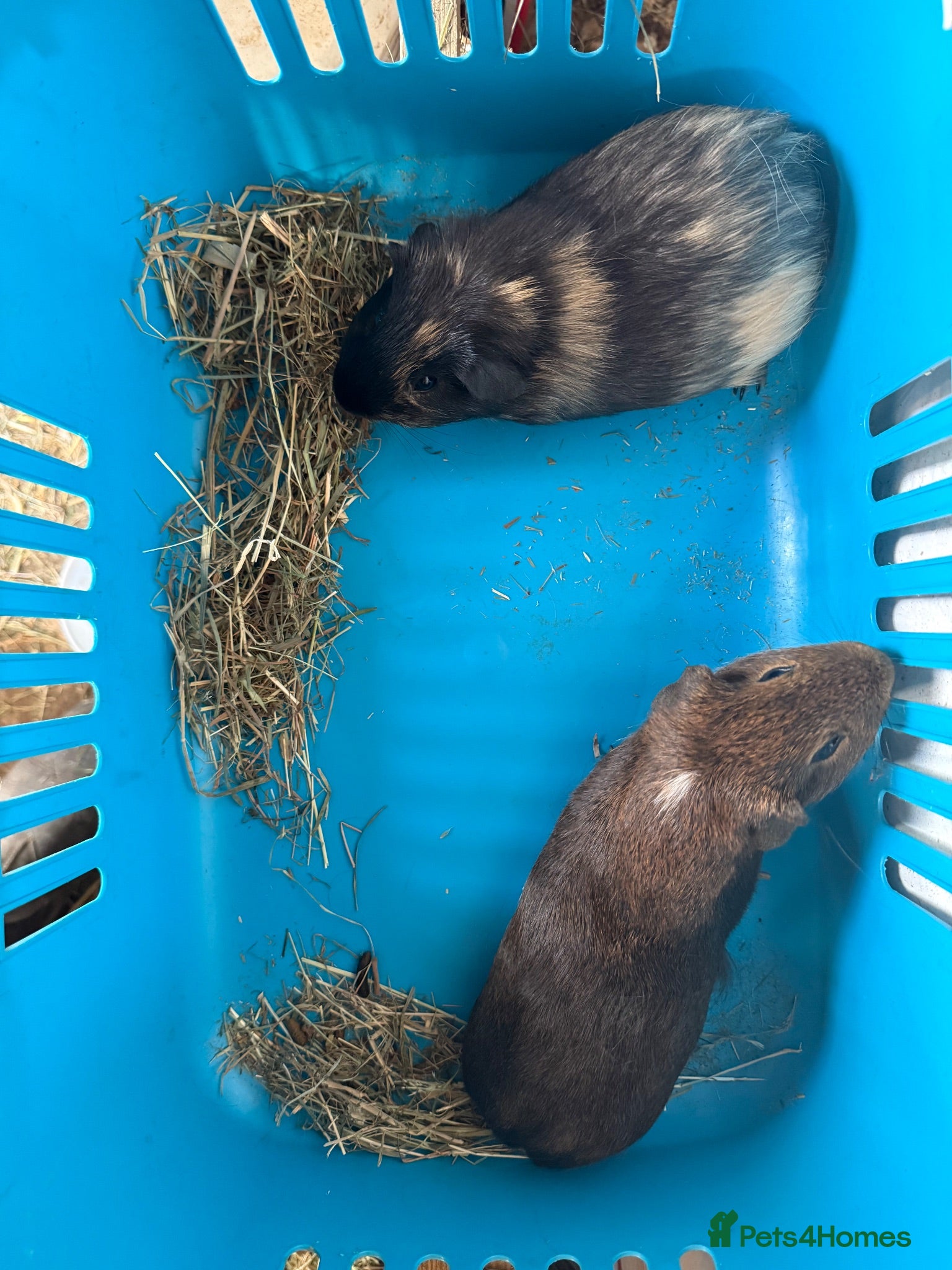 Guinea Pig rodents Baby male guinea pigs ready to go now  - Advert 2