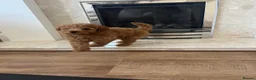 Toy Poodle dogs for sale: KC Toy Poodle- Only one left - Advert 3
