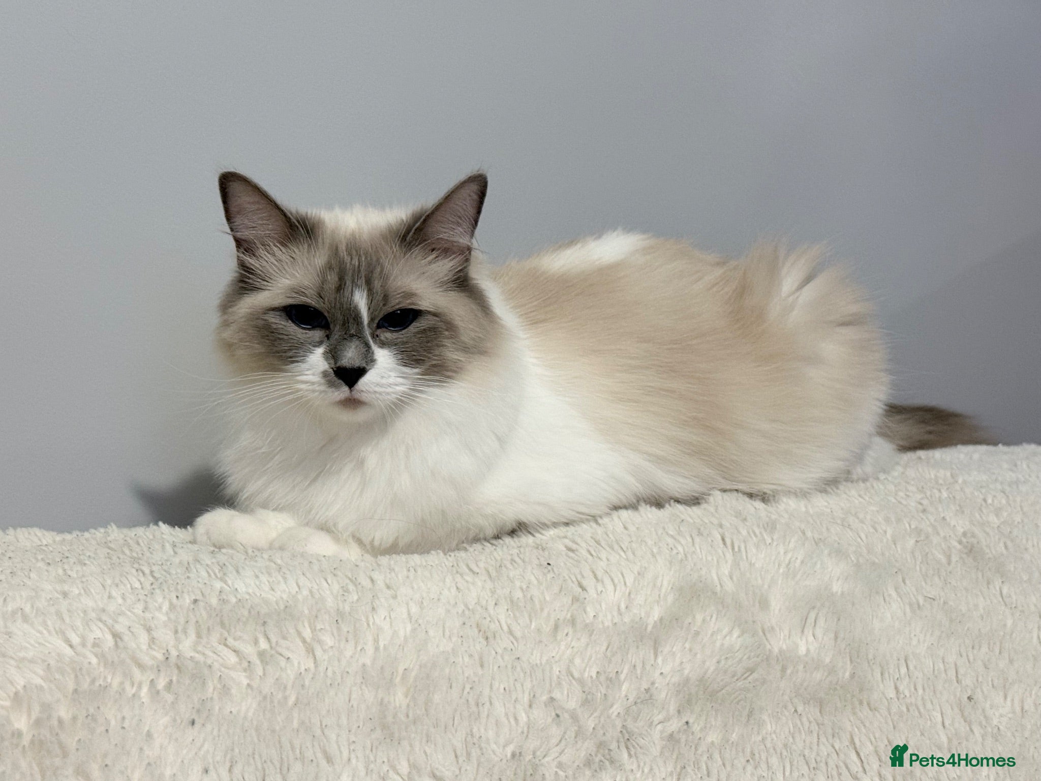 Ragdoll cats Bella - Advert 3