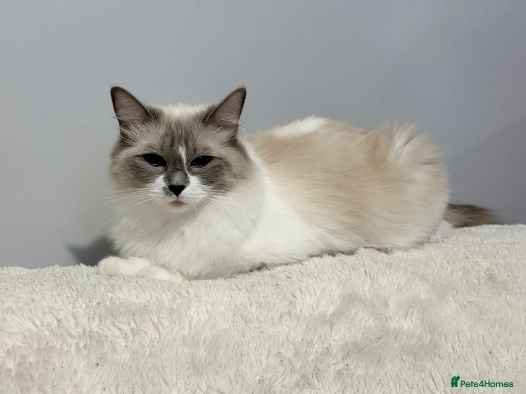 Ragdoll cats for sale: Bella - Advert 1