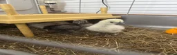 Chickens poultry for sale: White silkie cockerel for sale  in Nelson - Advert 3