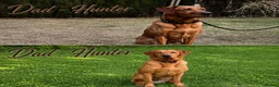 Labrador Retriever dogs for sale: Pedigree Puppies from a Family Home - Advert 22