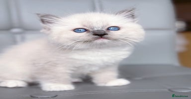 Ragdoll cats - Advert 2