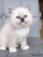 Ragdoll cats - Advert 3