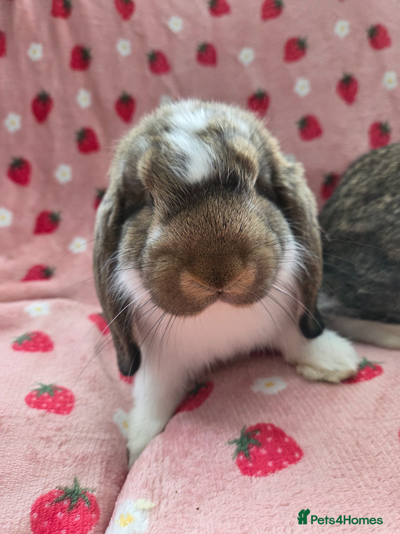 German Lop rabbits Rare Pure German Lop ☆silly tame last boy - Advert 1