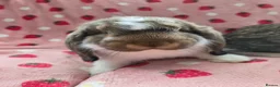 German Lop rabbits for sale: Pure German Lop 2 Bucks ☆silly tame - Advert 16