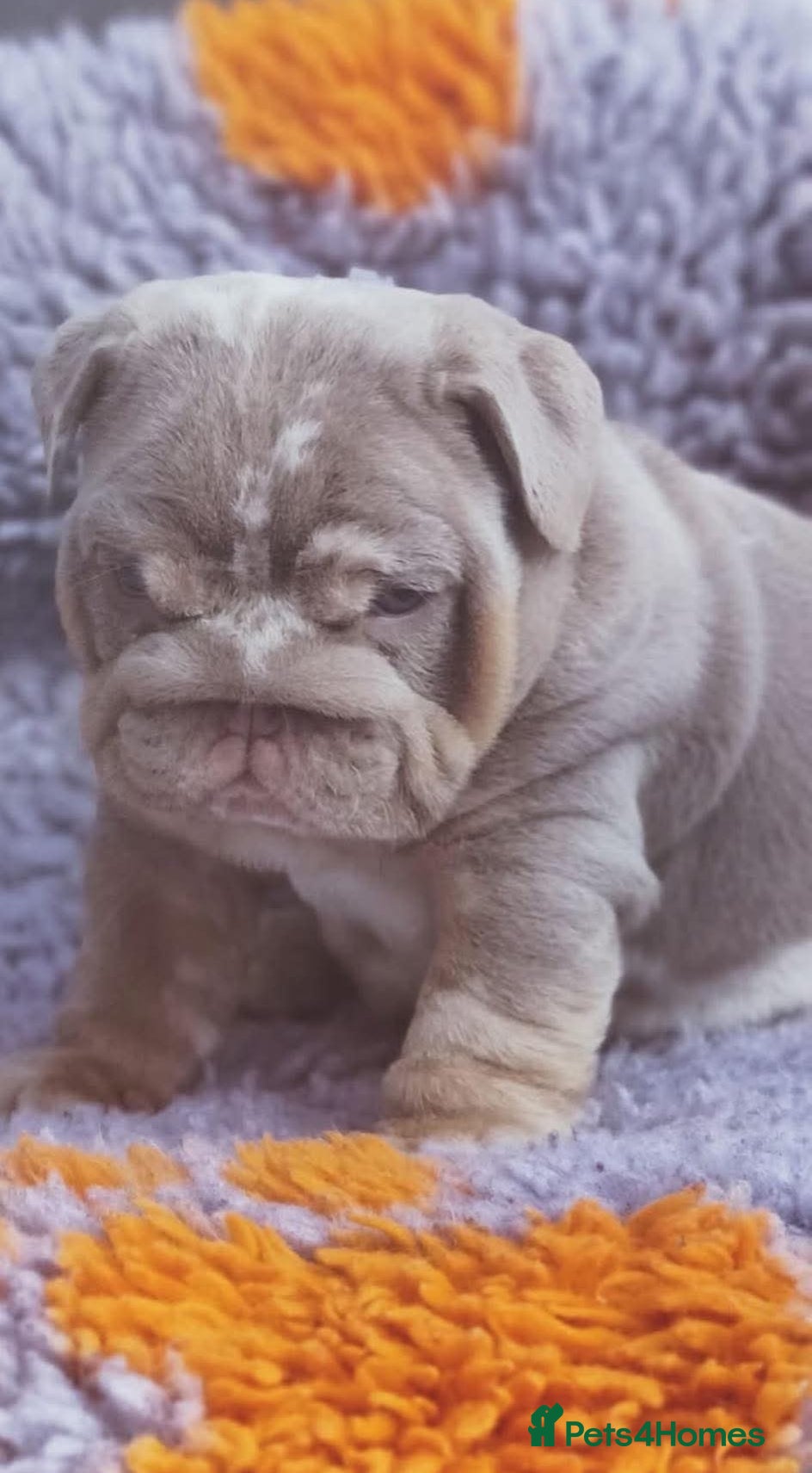 English Bulldog dogs  Merle English bulldog 1 left now  - Advert 1