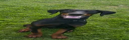 Dobermann dogs for sale: European Dobermann puppy - Advert 2
