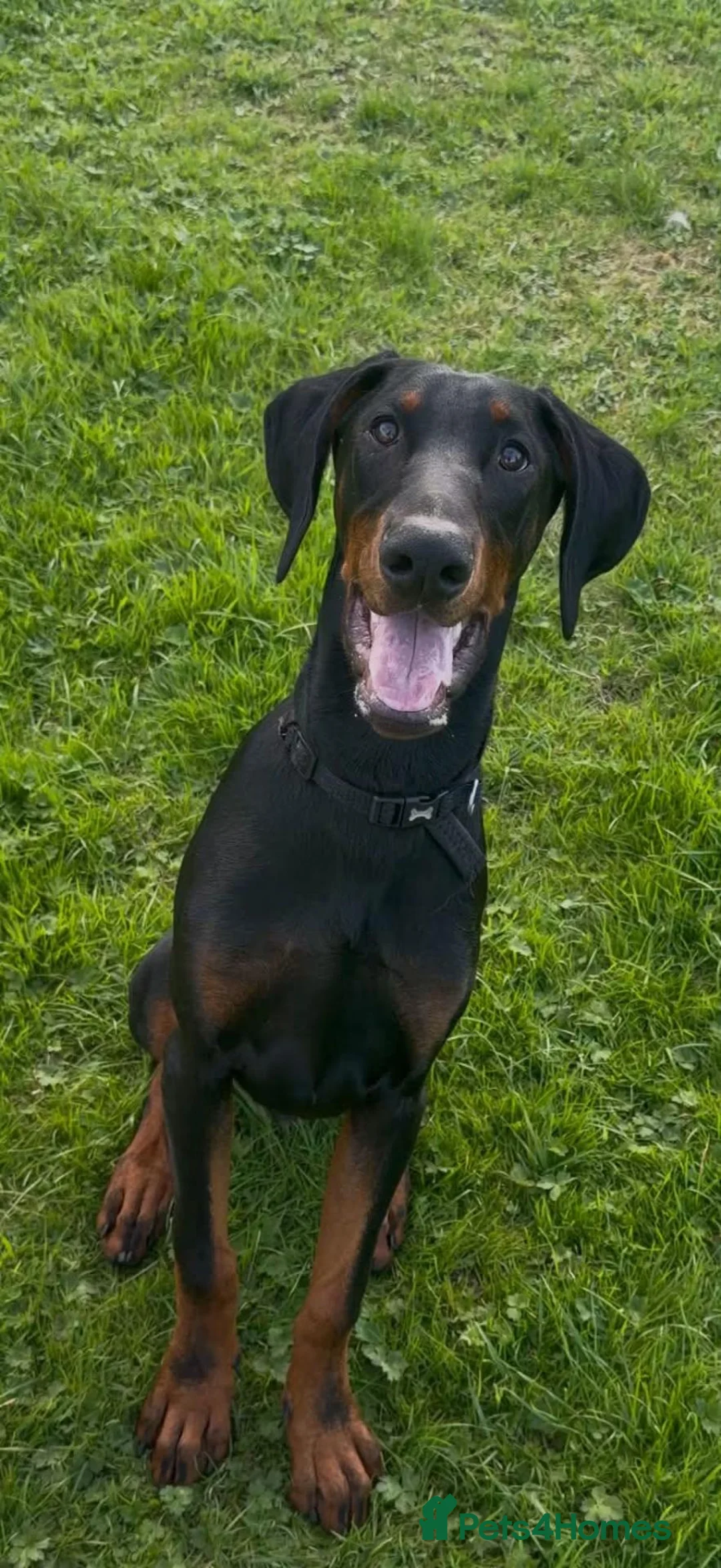 Dobermann dogs for sale: European Dobermann puppy - Advert 2