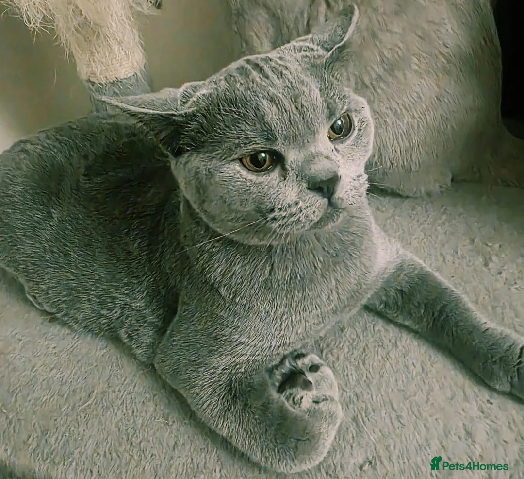 British Shorthair cats for sale: Beautiful British Champion Shorthair Kitten - Advert 1