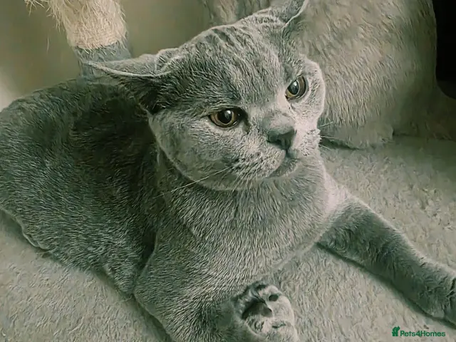 British Shorthair cats for sale: Beautiful British Champion Shorthair Kitten - Advert 15