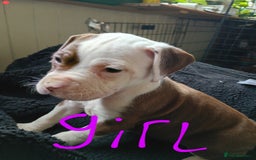 American Bull Staffy dogs for sale: Staffy cross American bulldog puppies  - Image 4